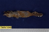 藏品(紋翼畫眉)的圖片